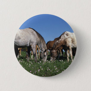 Group of Appaloosa Horses Grazing Pinback Button