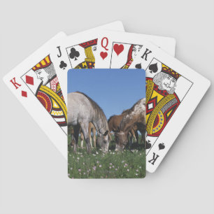 Group of Appaloosa Horses Grazing Poker Cards