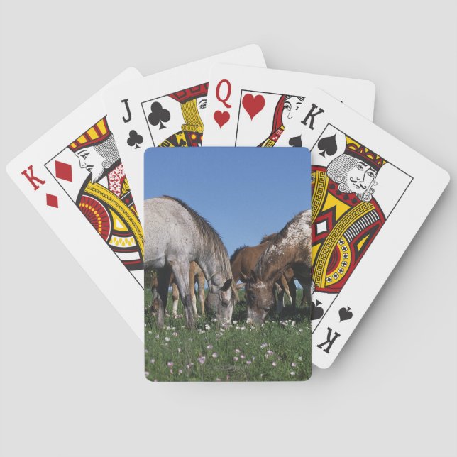 Group of Appaloosa Horses Grazing Poker Cards (Back)