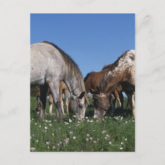 Group of Appaloosa Horses Grazing Postcard