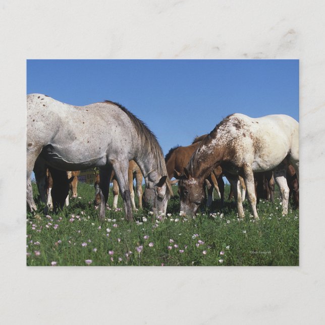 Group of Appaloosa Horses Grazing Postcard (Front)