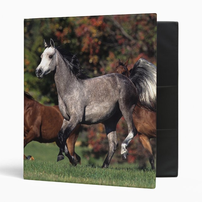 Group of Arab Horses Running Binder (Front/Inside)