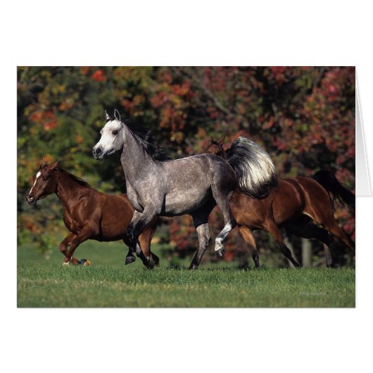 Group of Arab Horses Running Cards (Front Horizontal)