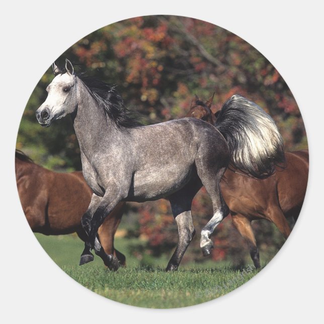 Group of Arab Horses Running Classic Round Sticker (Front)