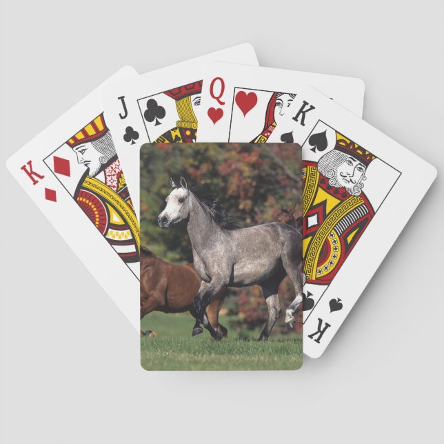 Group of Arab Horses Running Poker Cards (Back)