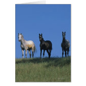 Group of Arabs (Front)