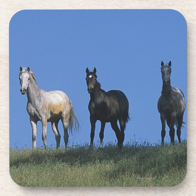 Group of Arabs Beverage Coaster (Front)