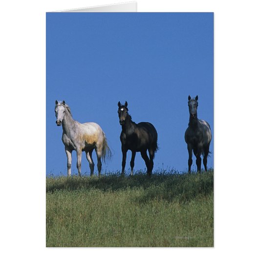 Group of Arabs Cards (Front)