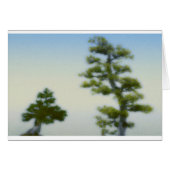 Group of Bonsai Pine Trees (Front Horizontal)