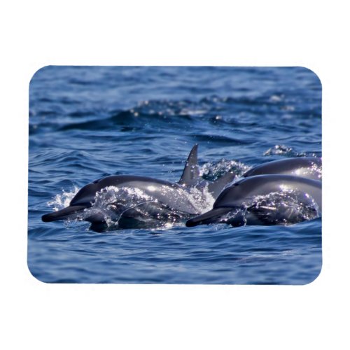 Group of bottlenose dolphins magnet