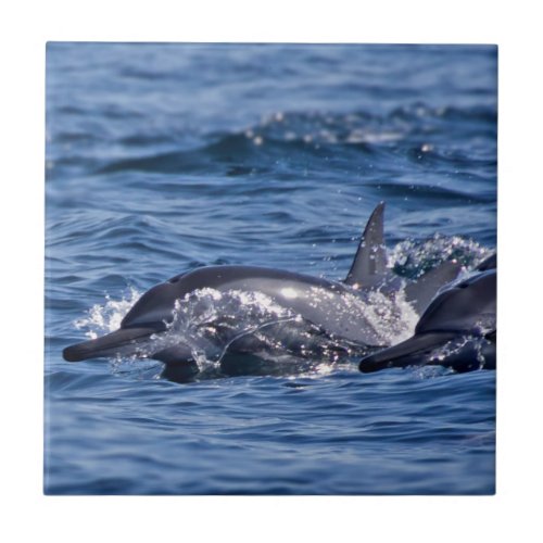 Group of bottlenose dolphins _ Oman Ceramic Tile