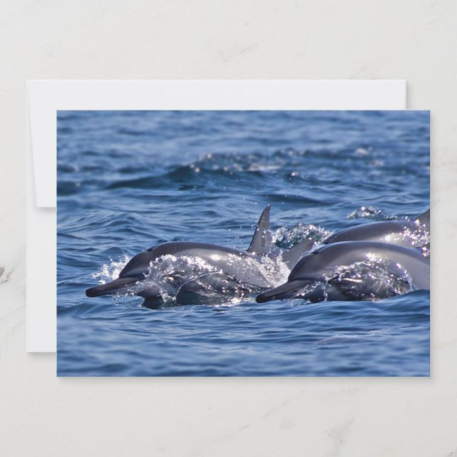 Group of bottlenose dolphins - Oman Invitation (Front)