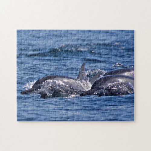 Group of bottlenose dolphins _ Oman Jigsaw Puzzle
