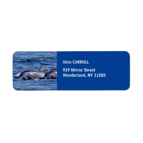 Group of bottlenose dolphins _ Oman Label