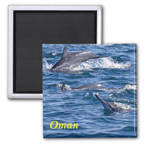 Group of bottlenose dolphins _ Oman Magnet