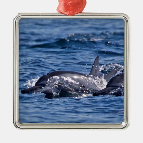 Group of bottlenose dolphins _ Oman Metal Ornament