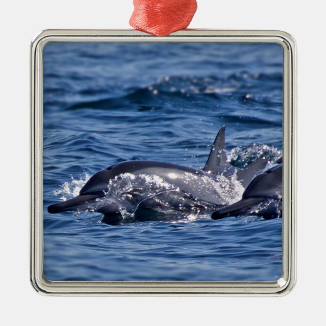 Group of bottlenose dolphins - Oman Metal Ornament (Front)