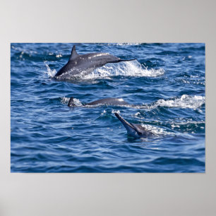 Group of bottlenose dolphins - Oman Poster
