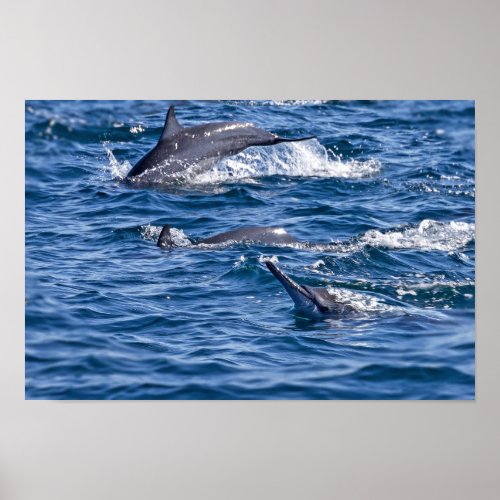 Group of bottlenose dolphins _ Oman Poster