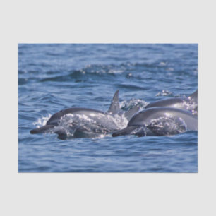Group of bottlenose dolphins - Oman Tissue Paper