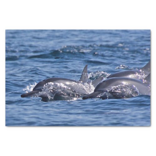 Group of bottlenose dolphins _ Oman Tissue Paper