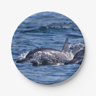 Group of bottlenose dolphins paper plates