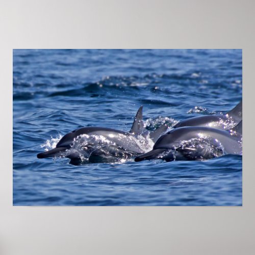 Group of bottlenose dolphins poster