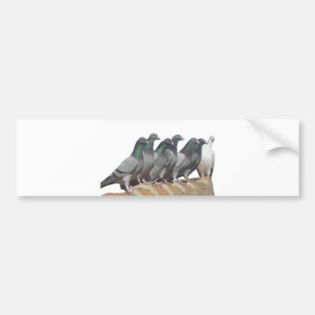 Group Of Carrier Pigeons Bumper Sticker by naturanoe at Zazzle
