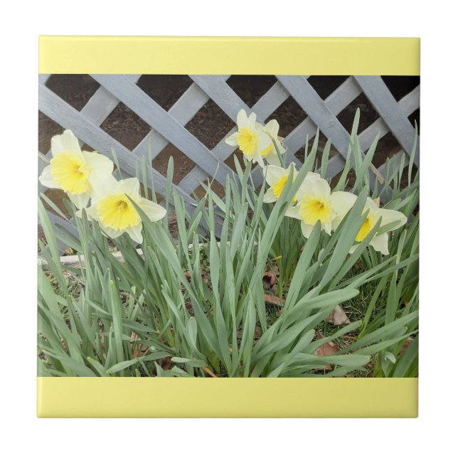 Group of Daffodils Ceramic Tile (Front)