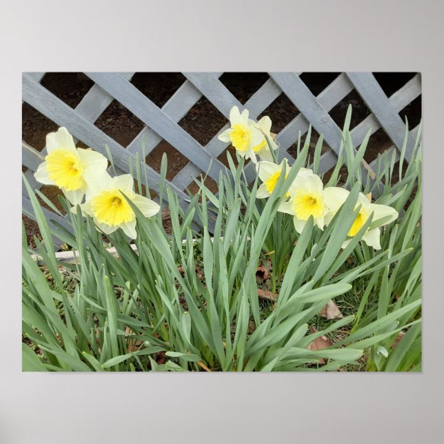Group of Daffodils Poster (Front)