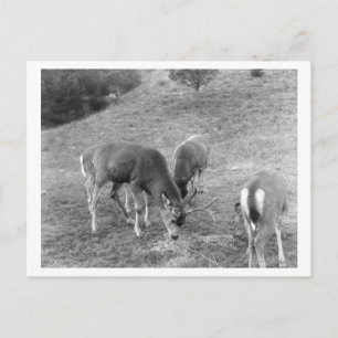 Group of Deer at Hot Springs Photograph Postcard