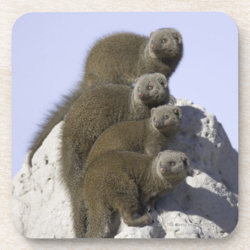 Group of Dwarf Mongoose on a Termite Mound in Beverage Coaster