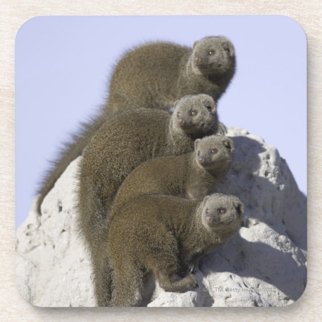 Group of Dwarf Mongoose on a Termite Mound in Beverage Coaster (Front)
