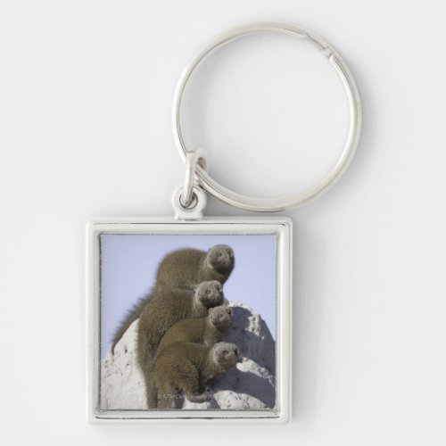 Group of Dwarf Mongoose on a Termite Mound in Keychain