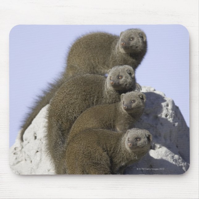 Group of Dwarf Mongoose on a Termite Mound in Mouse Pad (Front)
