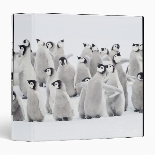 Group of Emperor penguins Aptenodytes forsteri Binder