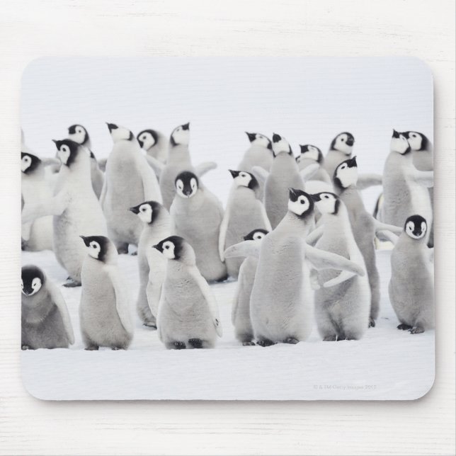 Group of Emperor penguins (Aptenodytes forsteri) Mouse Pad (Front)