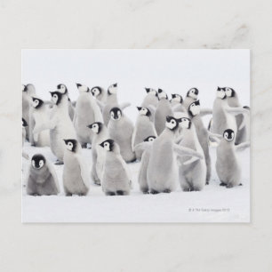 Group of Emperor penguins (Aptenodytes forsteri) Postcard
