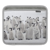 Group of Emperor penguins (Aptenodytes forsteri) Sleeve For iPads (Front)