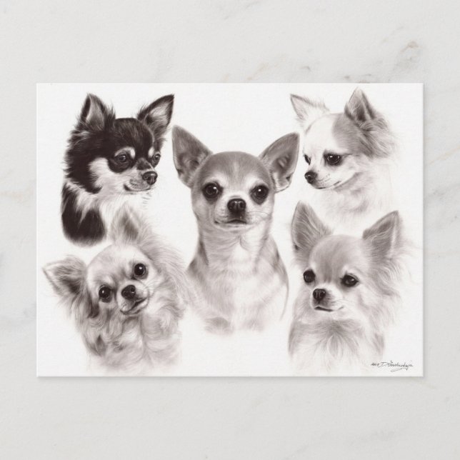 Group of Five Chihuahuas Hand Painted Artwork Postcard (Front)