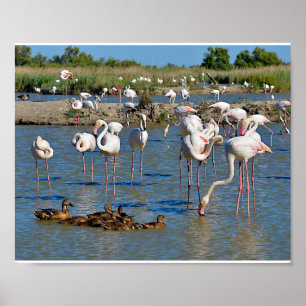 Group of flamingos and ducks in Camargue  Poster