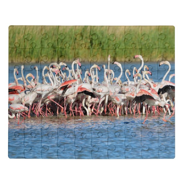 Group of flamingos in Camargue Jigsaw Puzzle (Puzzle Horizontal)