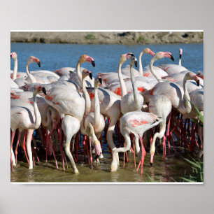 Group of flamingos in Camargue Poster