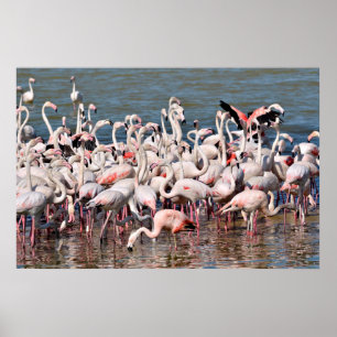 Group of flamingos poster