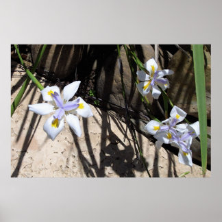 Group of Flowers Poster