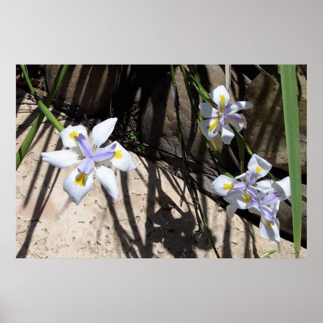 Group of Flowers Poster (Front)