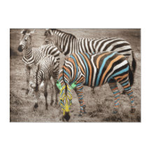 Group of Four Zebras