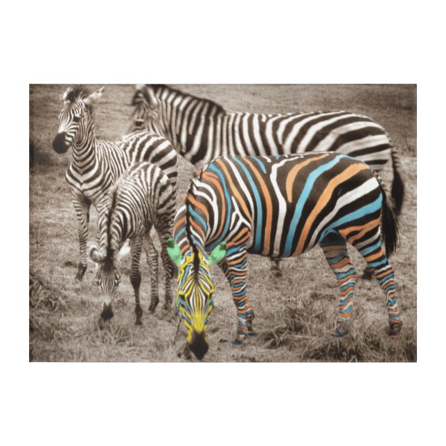 Group of Four Zebras Acrylic Print (Front)