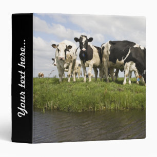 Group of Friesian cows Binder
