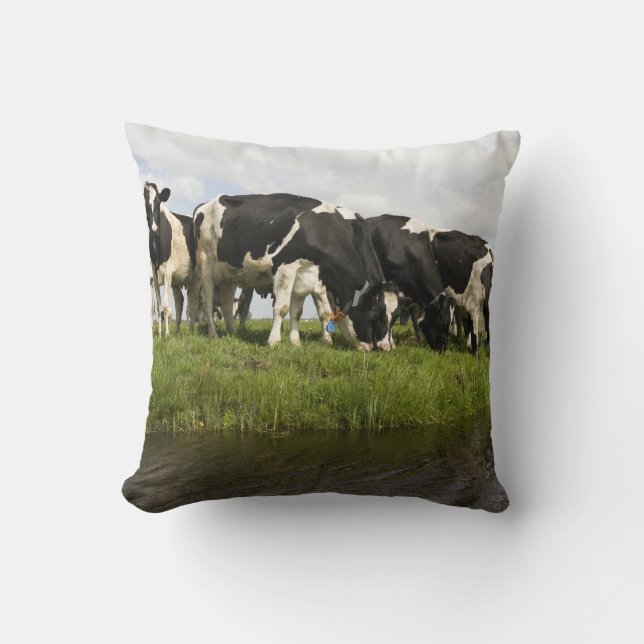 Group of Friesian cows Throw Pillow (Front)